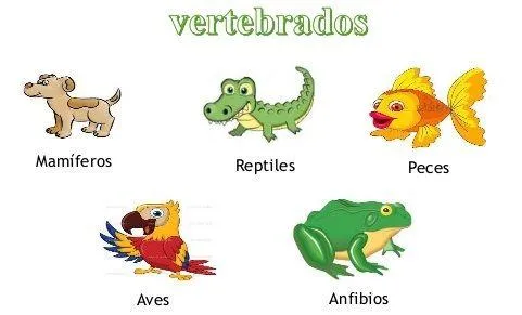 Los 5 grupos principales de vertebrados: anfibios, reptiles, aves, mamiferos y peces image 1