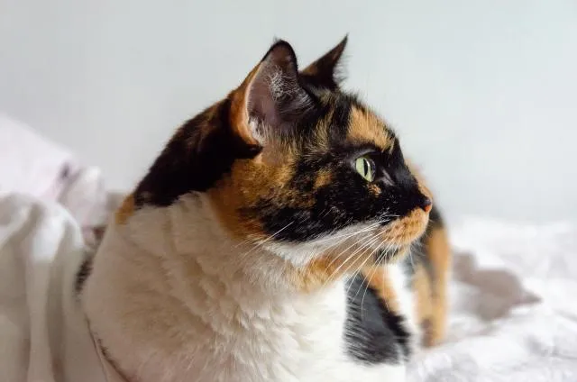 5 Caracteristicas Comunes Que Hacen Que Los Mitos Sean Tan Fascinantes image 4