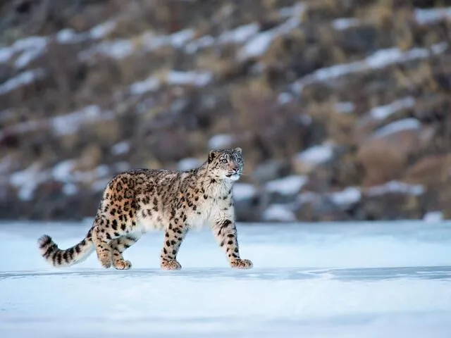 Las 5 caracteristicas principales de las fabulas que toda historia debe incluir photo 1