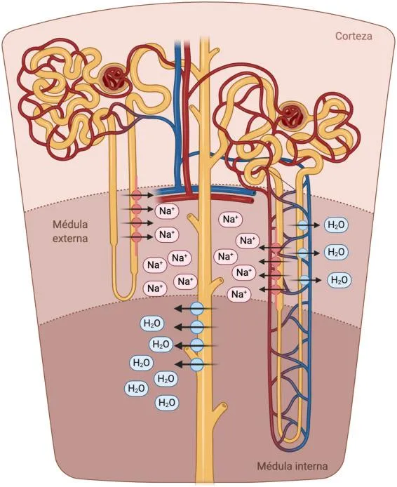 Las principales caracteristicas internas y externas de una cronica literaria photo 3