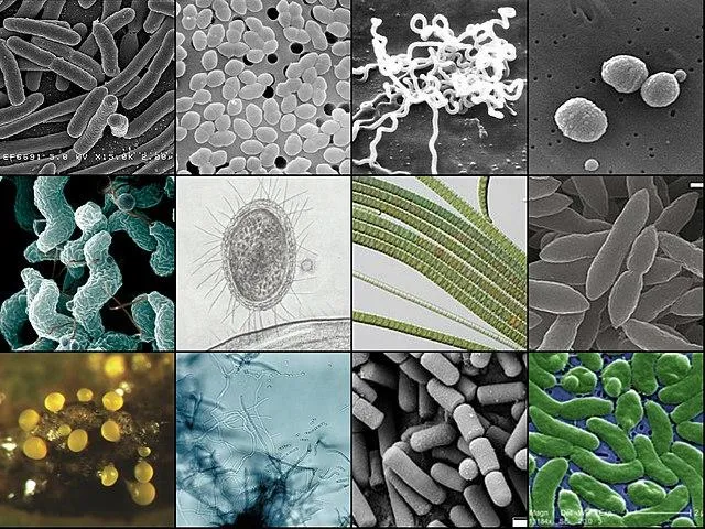 Las caracteristicas clave y la morfologia del genero bacteriano Bacillus image 2