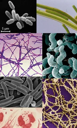 Las características clave y la morfología del género bacteriano Bacillus image 3