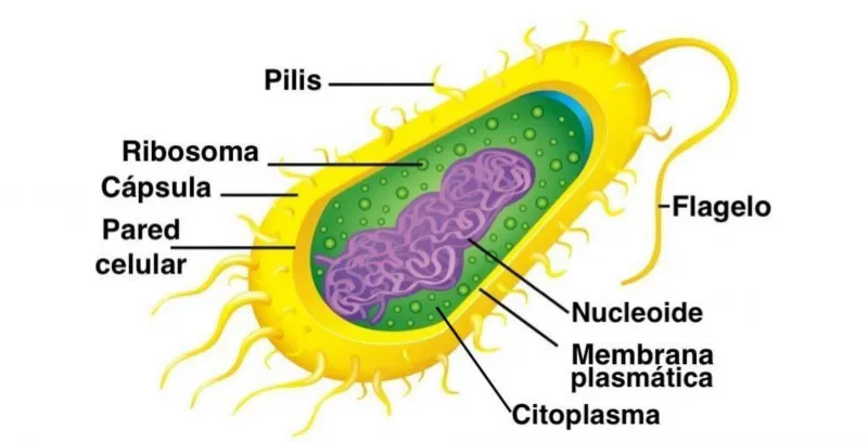 Las características clave y la morfología del género bacteriano Bacillus image 4