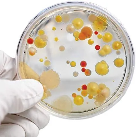 Las mejores caracteristicas del genero bacteriano Escherichia para los expertos photo 4