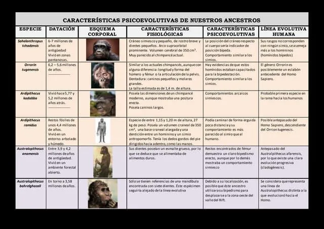 Las 10 caracteristicas mas comunes del genero homo image 1