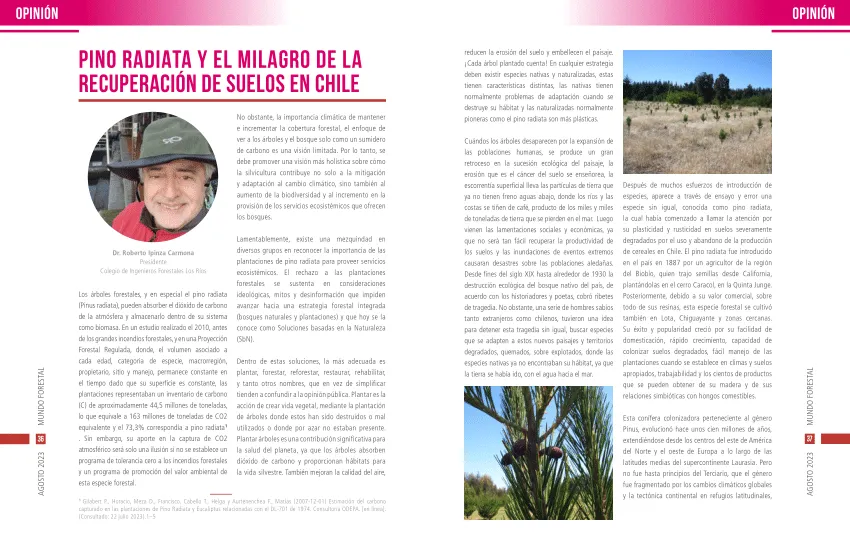 Las principales características del género Pinus y sus usos image 2