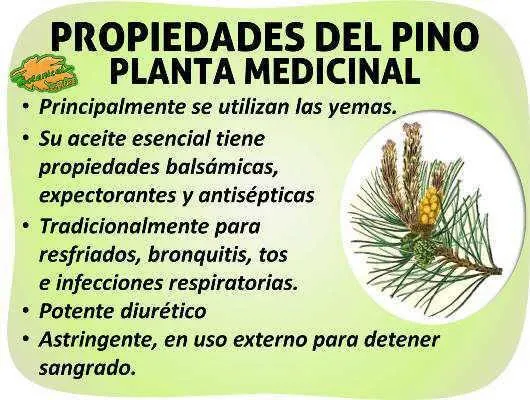 Las principales caracteristicas del genero Pinus y sus usos image 4
